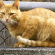 Image for article titled Feral Cats Can Destroy the Environment